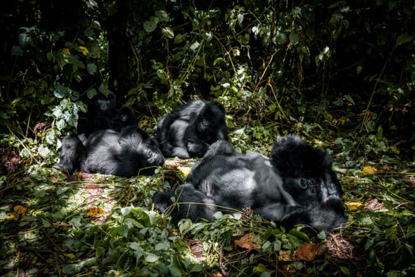 Wildlife Adventures Await in DRC, Rwanda & Burundi